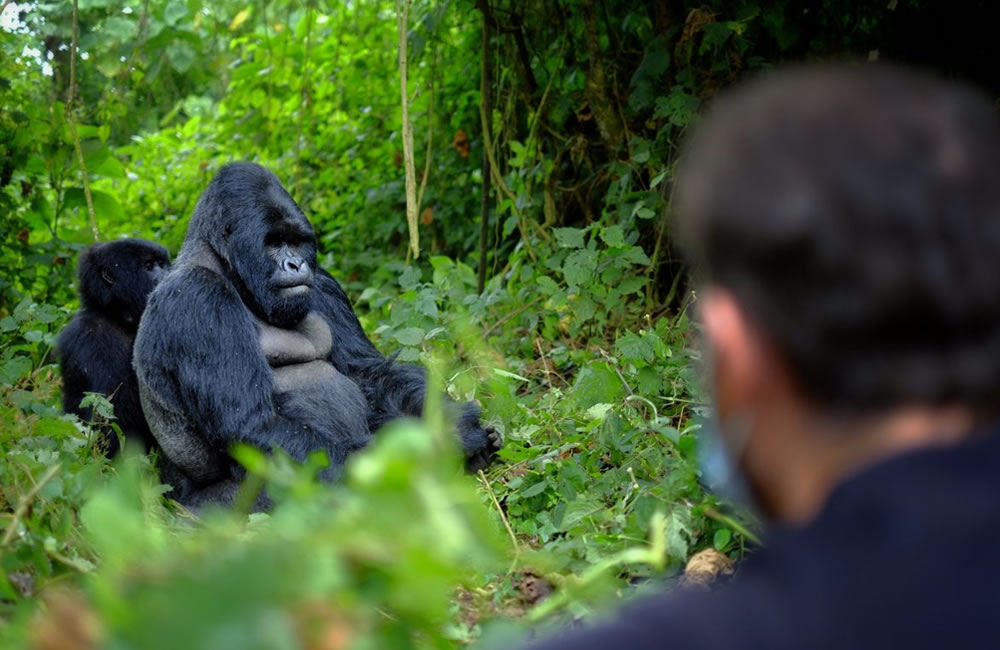 Discounted Gorilla Permits for Low season 2017