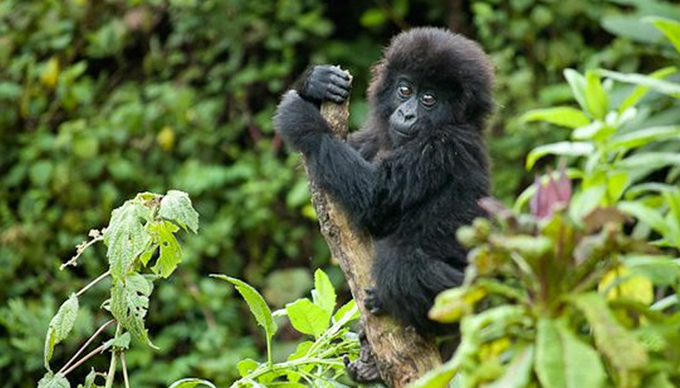 10 Ways to Have a Perfect Gorilla Safari