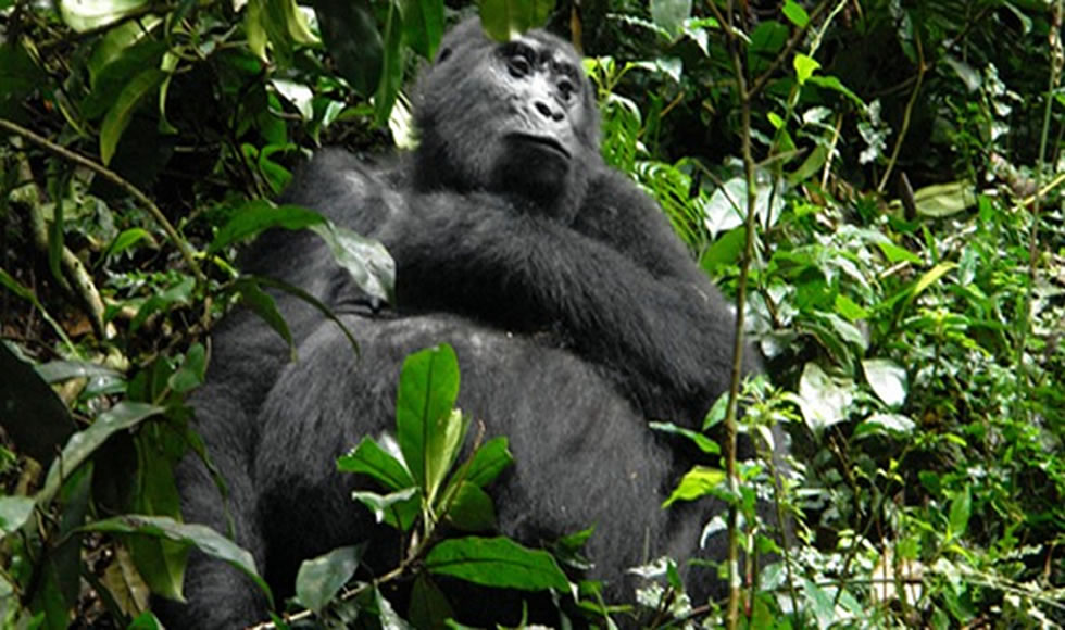 5 Reasons Why Visit Uganda for Gorilla Trekking in 2025
