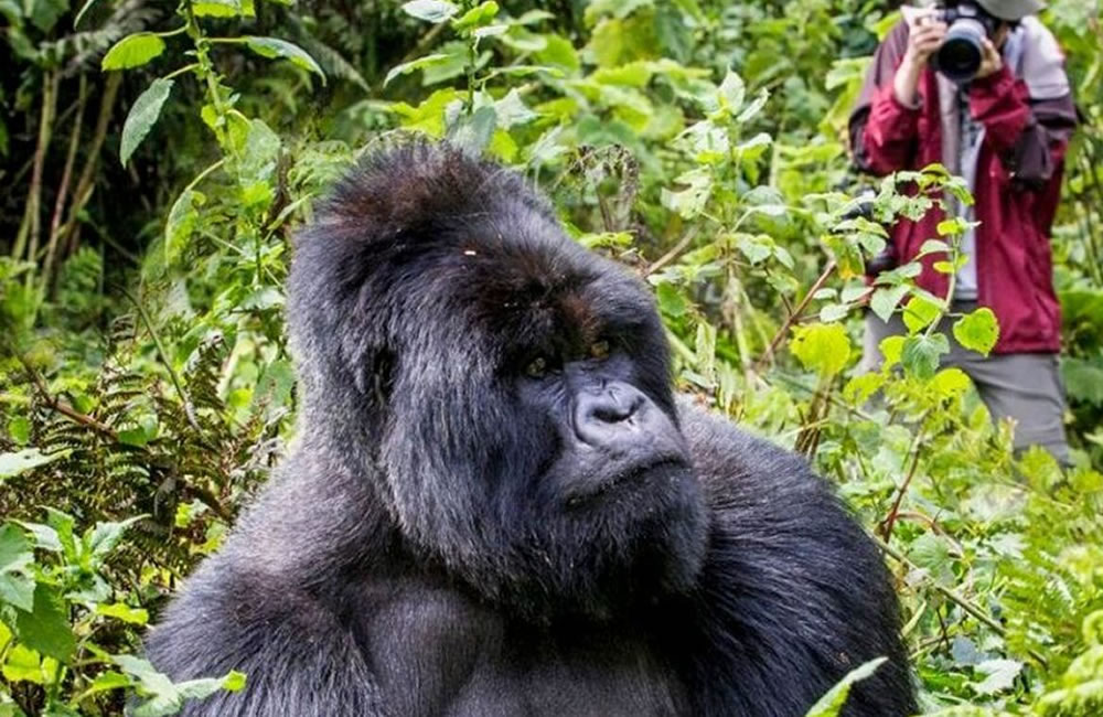 Brief Guide to Gorilla Trekking in 2025